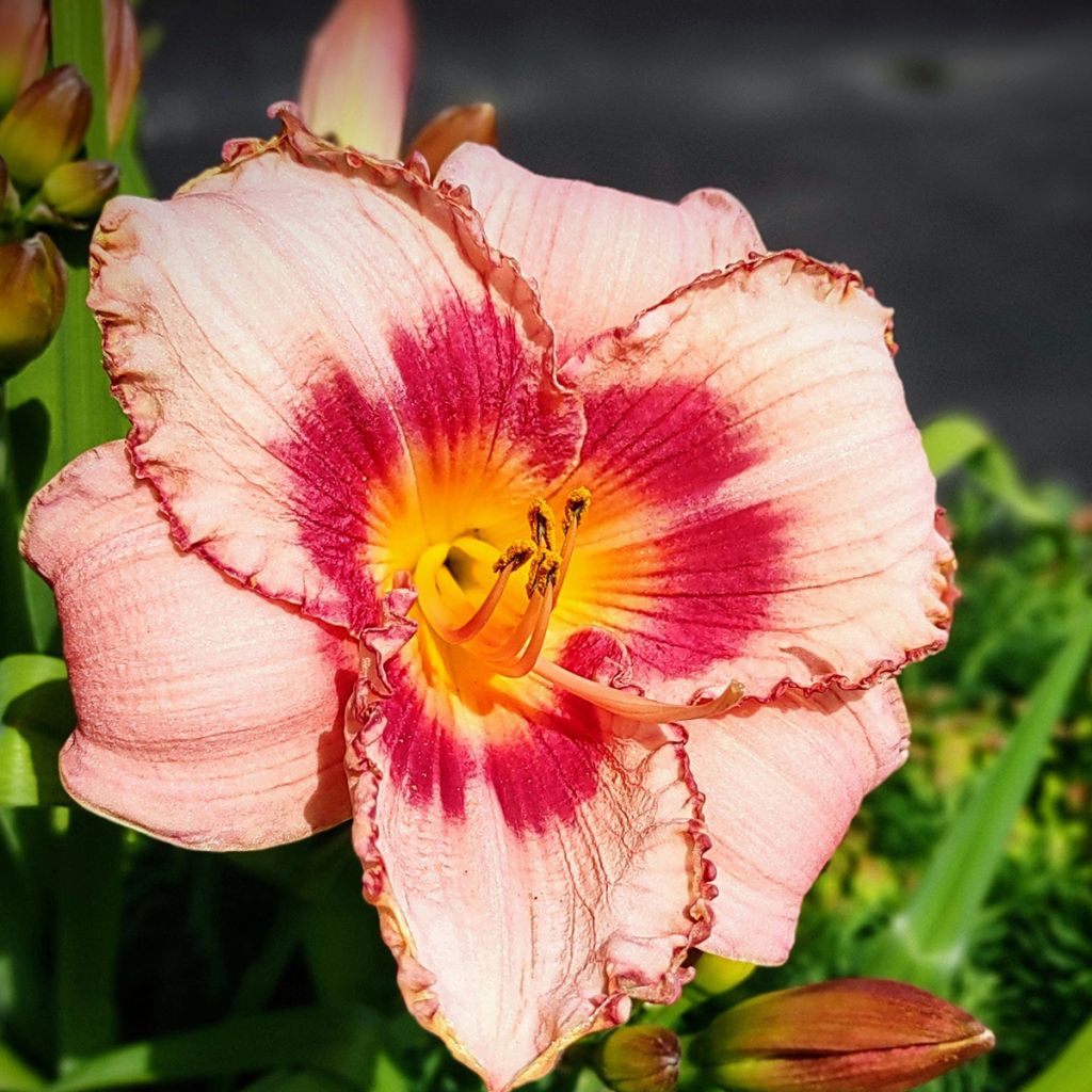 Hemerocallis Strawberry Candy