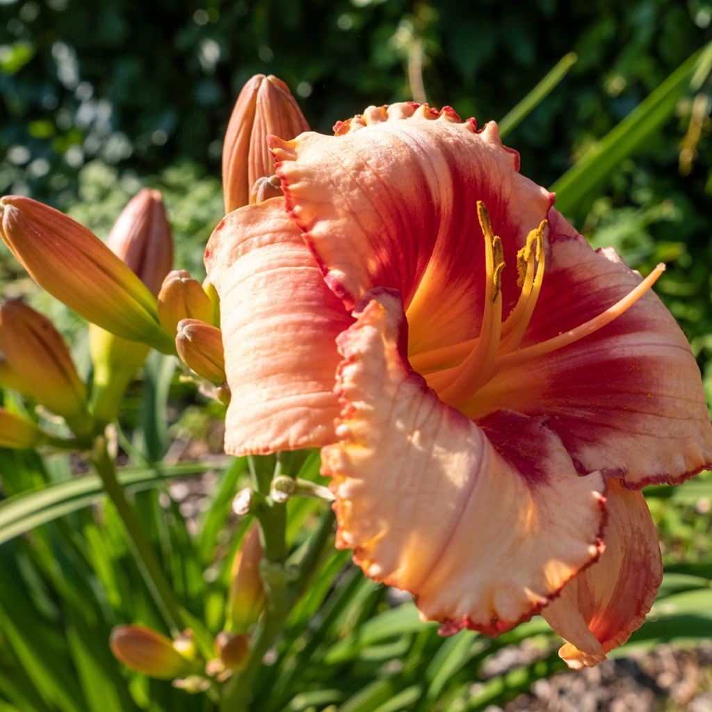 Hemerocallis Strawberry Candy