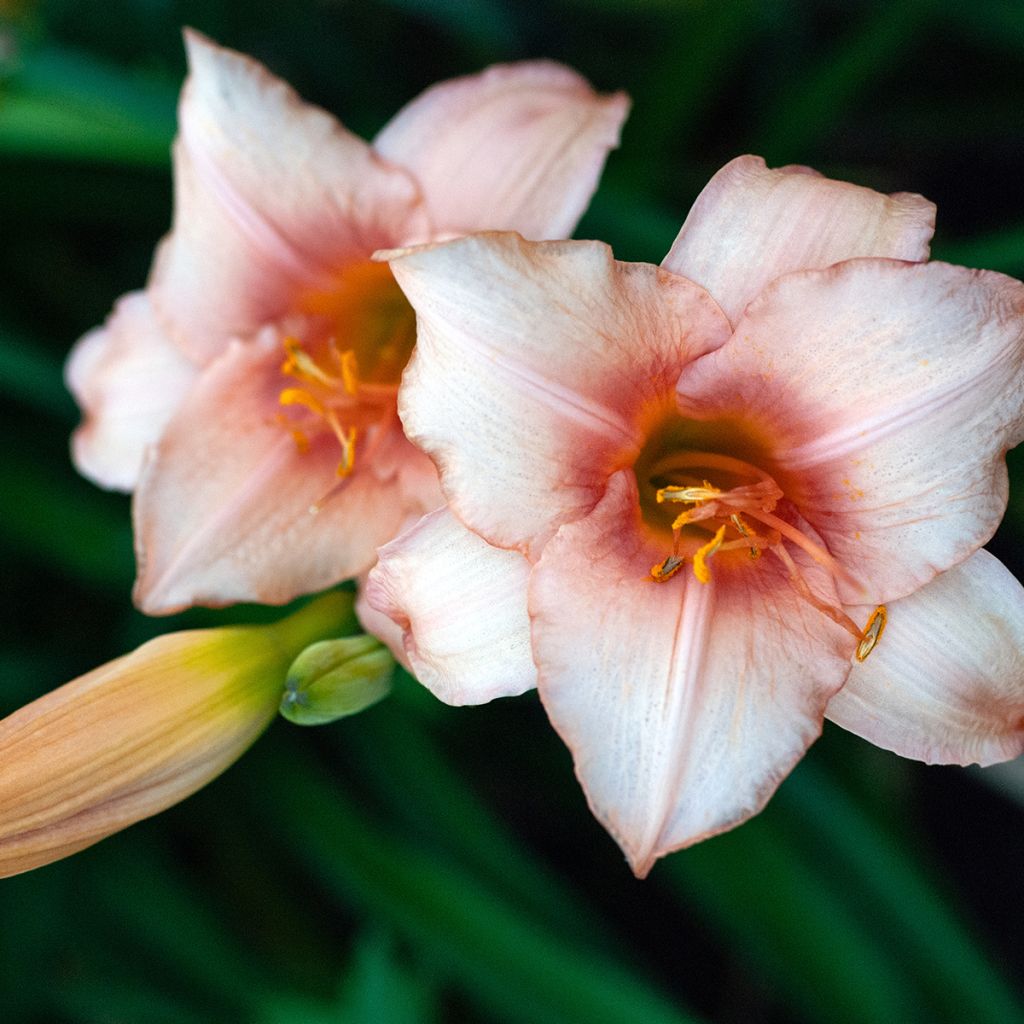 Hemerocallis Strawberry Swirl