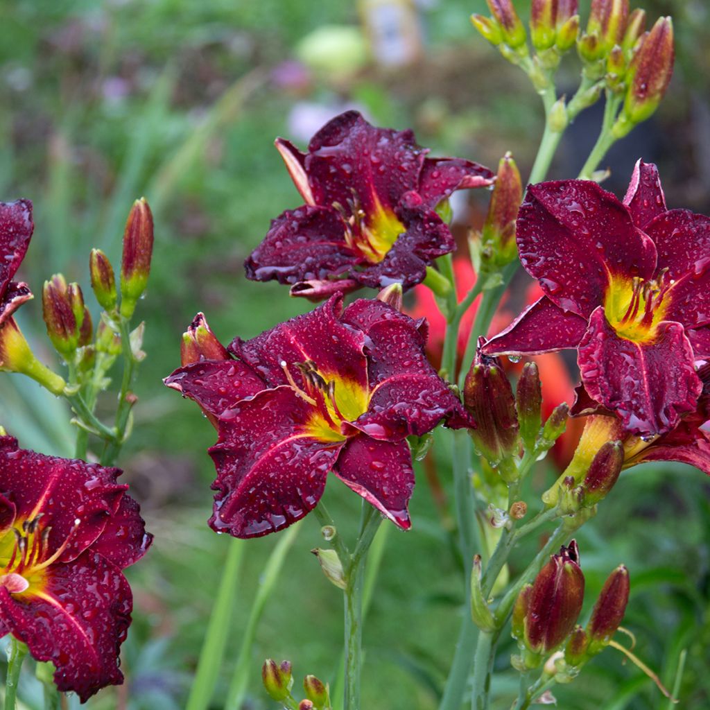 Hemerocallis Strutter s Ball