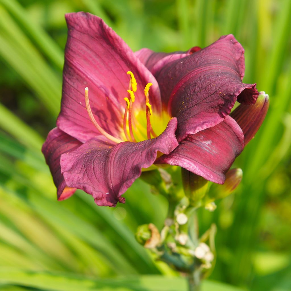 Hemerocallis Summer Wine