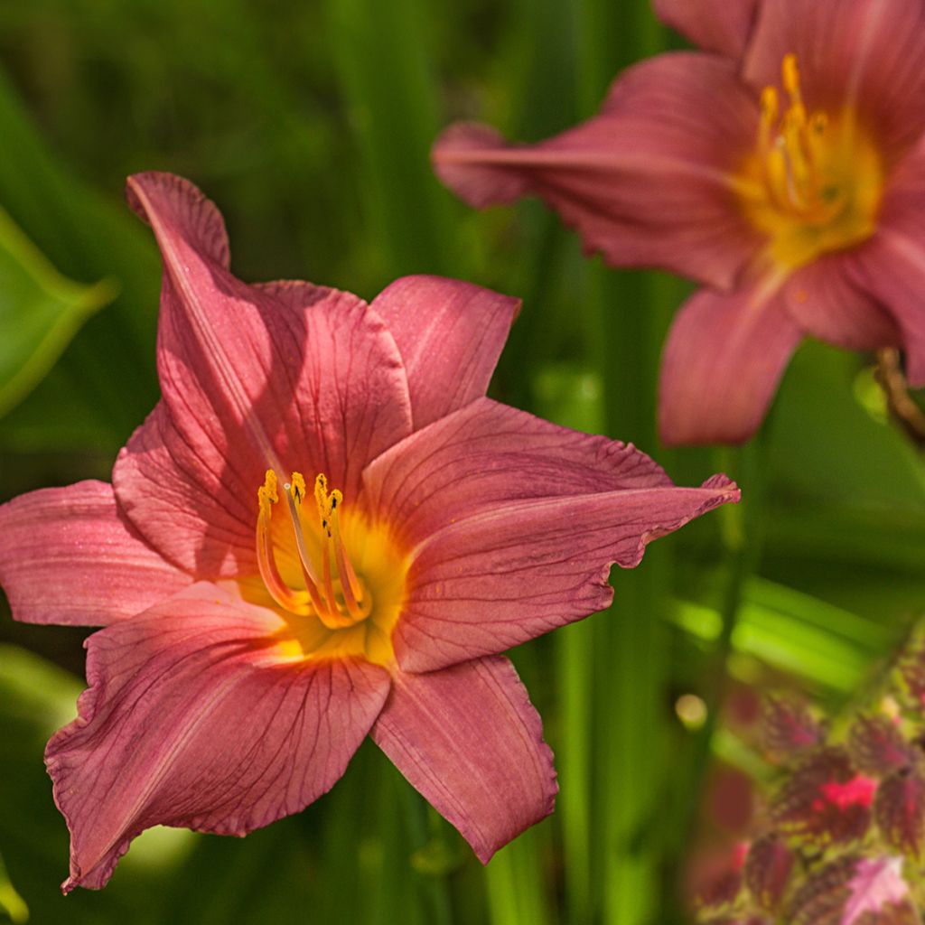 Hemerocallis Summer Wine