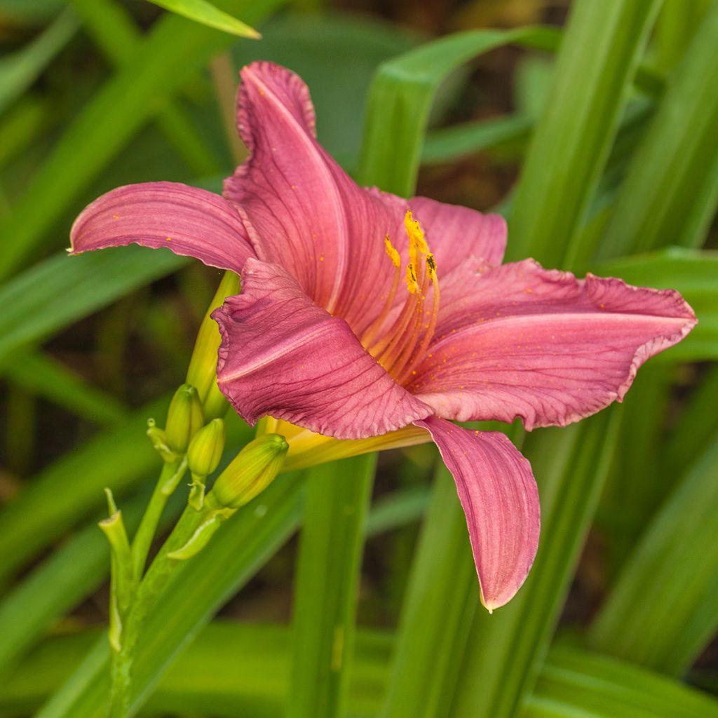 Hemerocallis Summer Wine