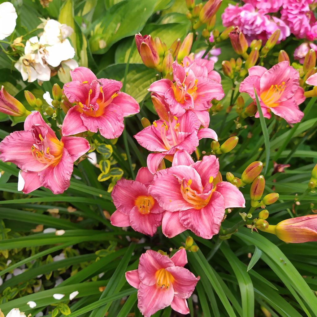 Hemerocallis Summer Wine