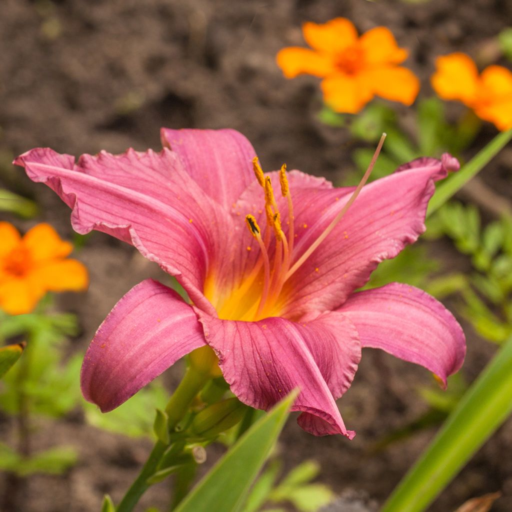 Hemerocallis Summer Wine