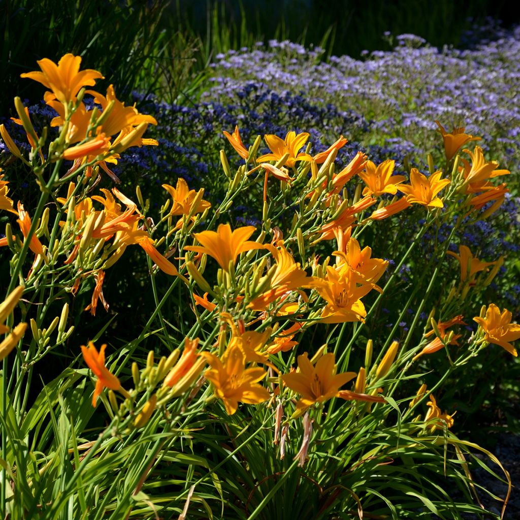 Hemerocallis Thumbelina