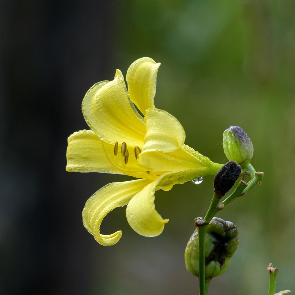 Hemerocallis citrina