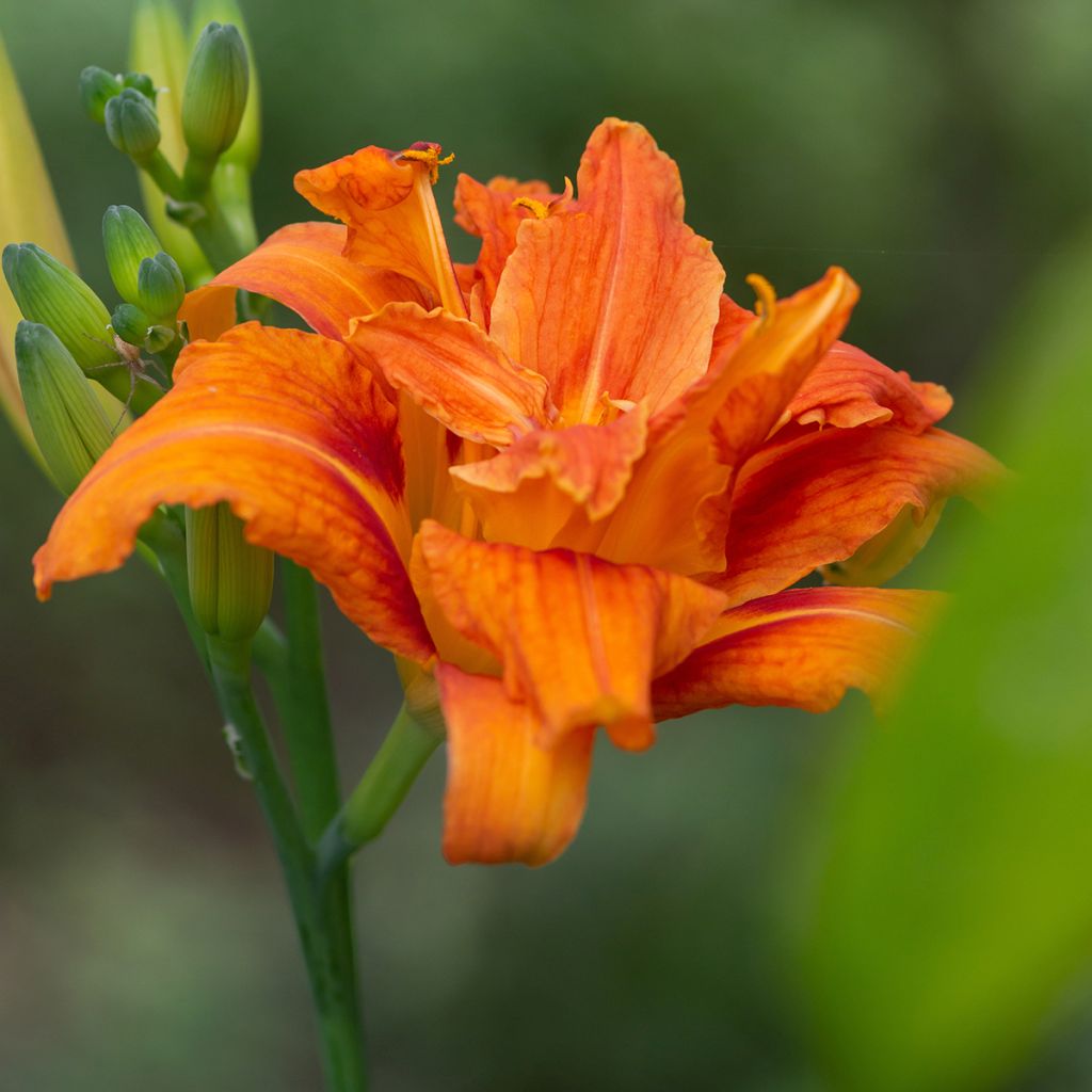 Hemerocallis fulva Flore Pleno