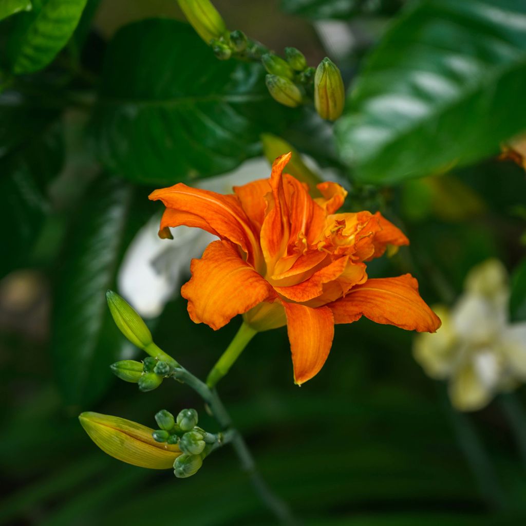 Hemerocallis fulva Flore Pleno