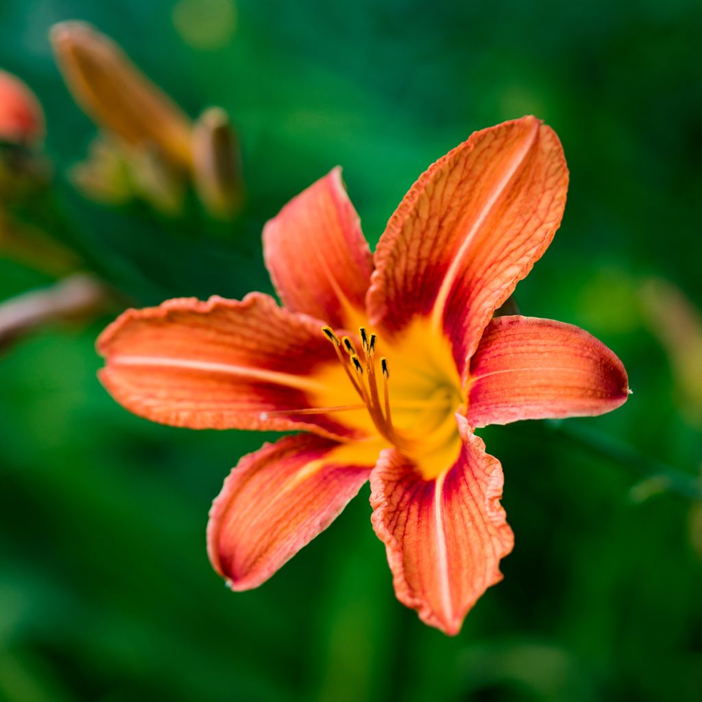 Hemerocallis fulva