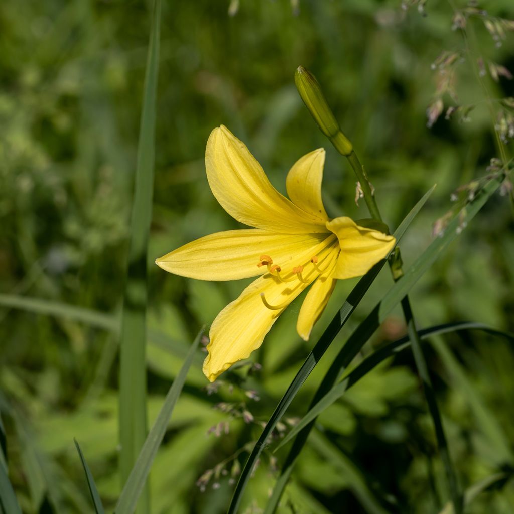 Hemerocallis lilioasphodelus