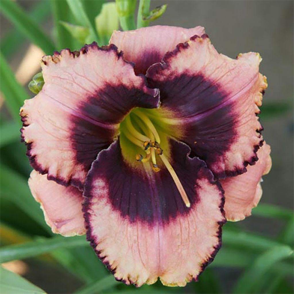 Hemerocallis Daring Deception