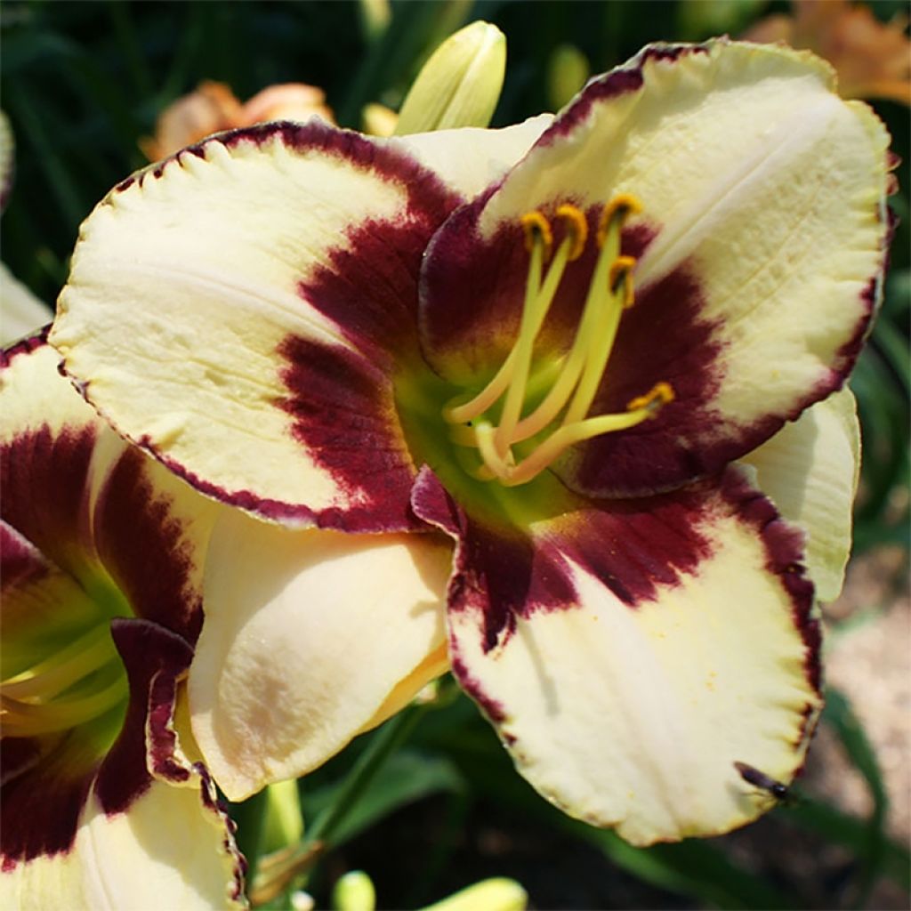 Hemerocallis Dream Legacy