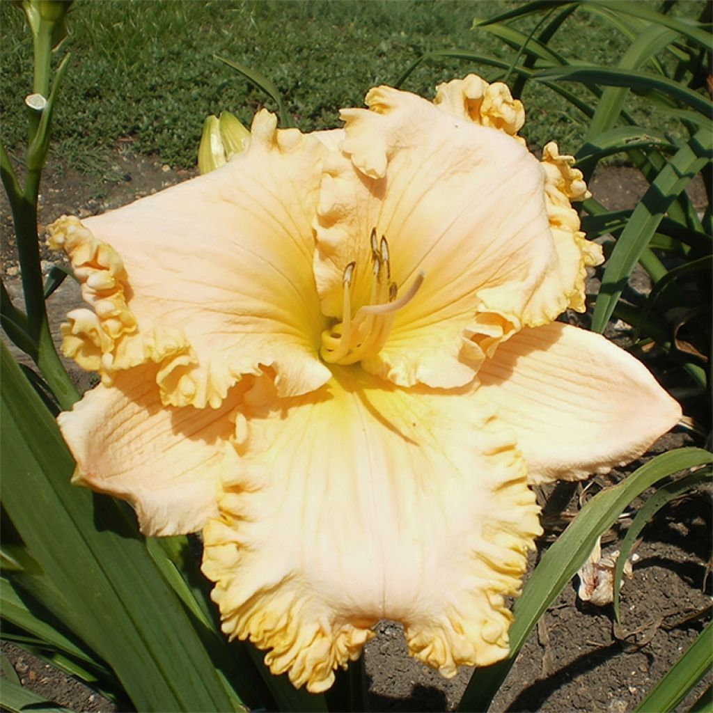 Hemerocallis Enchanted Forest