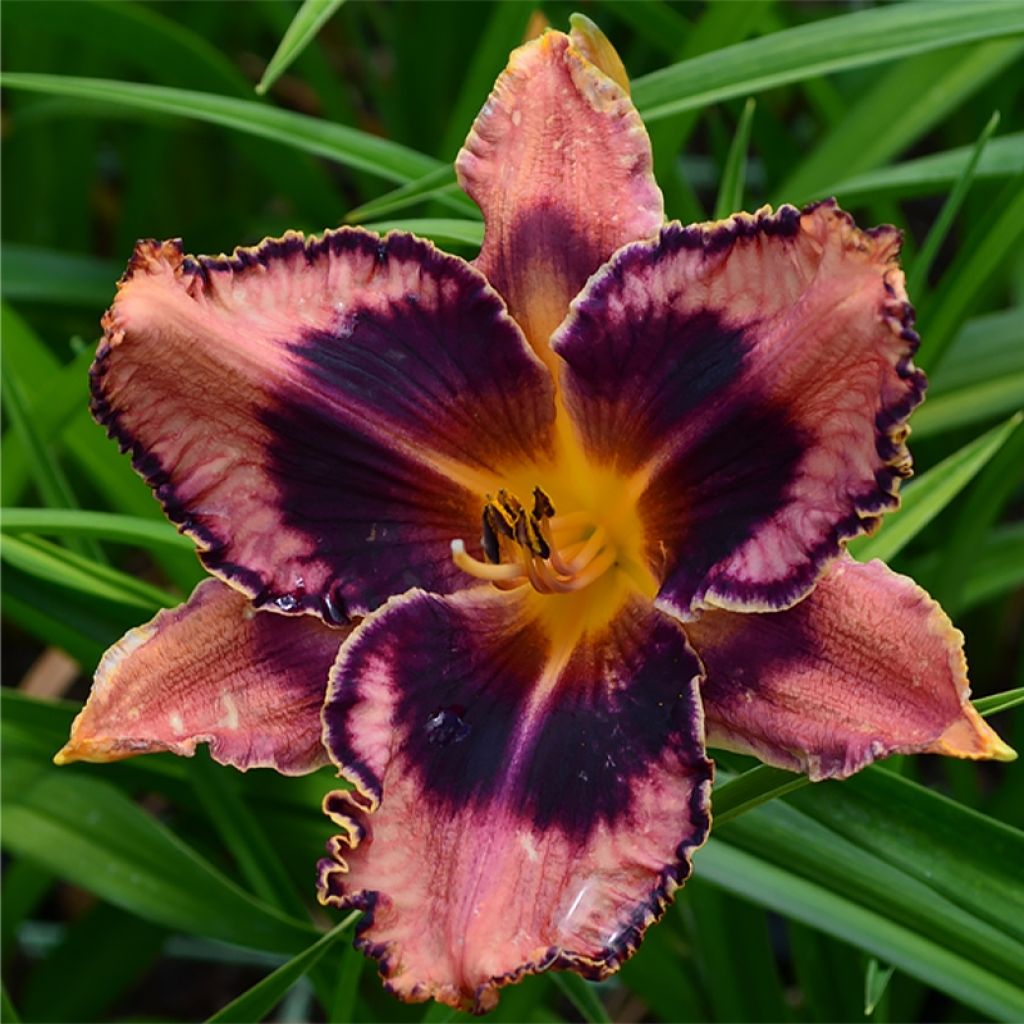 Hemerocallis Exotic Treasure