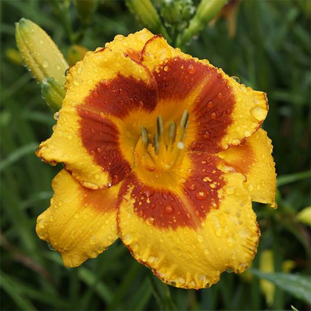 Hemerocallis Fooled Me