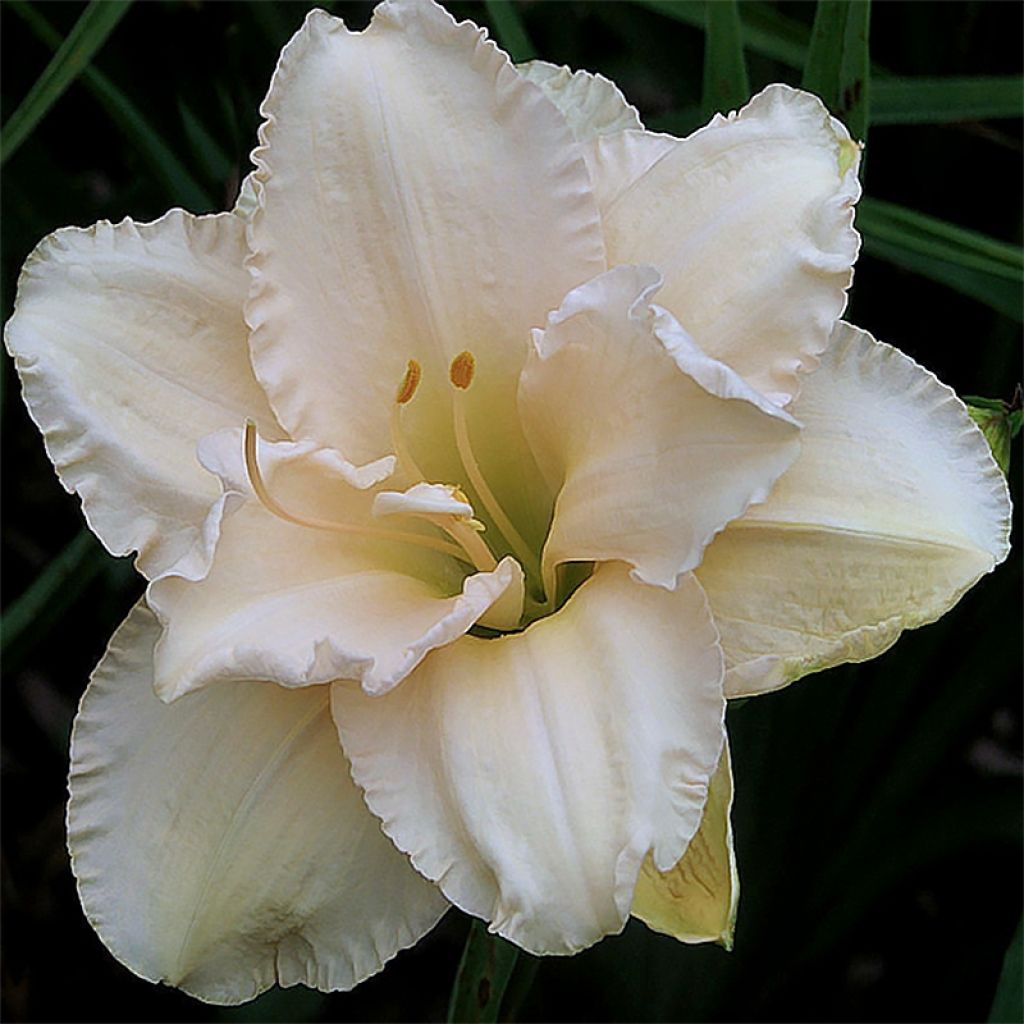 Hemerocallis Land of Cotton