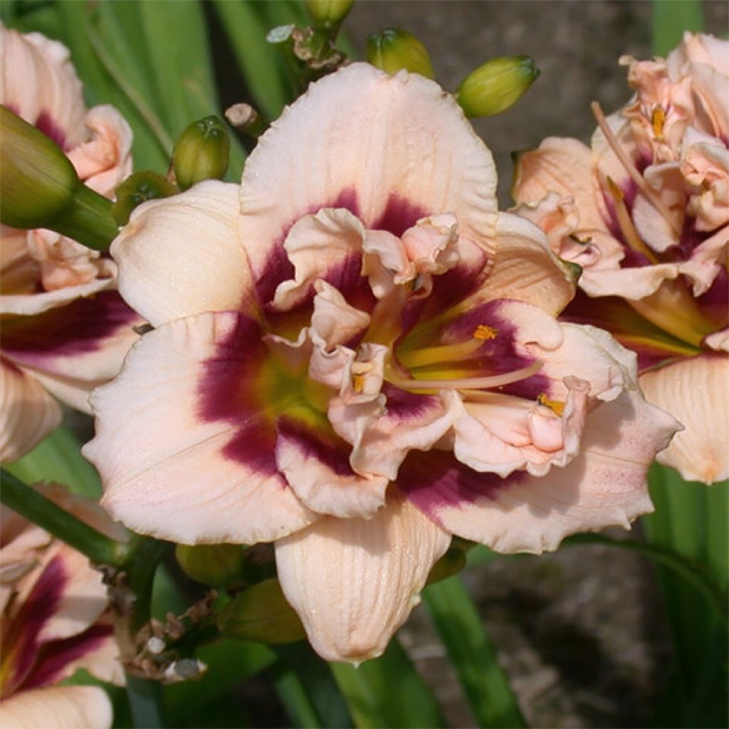 Hemerocallis Roswitha