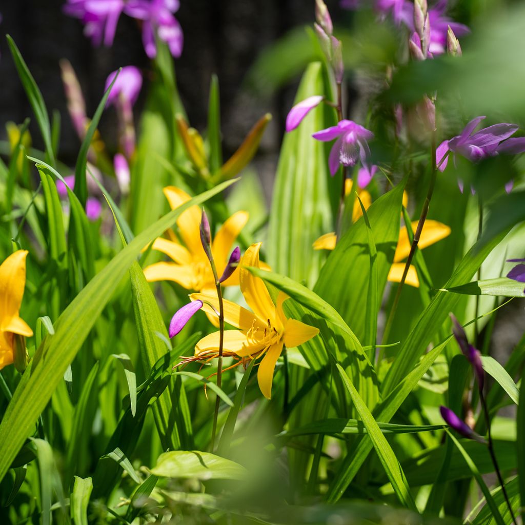 Hemerocallis middendorffii