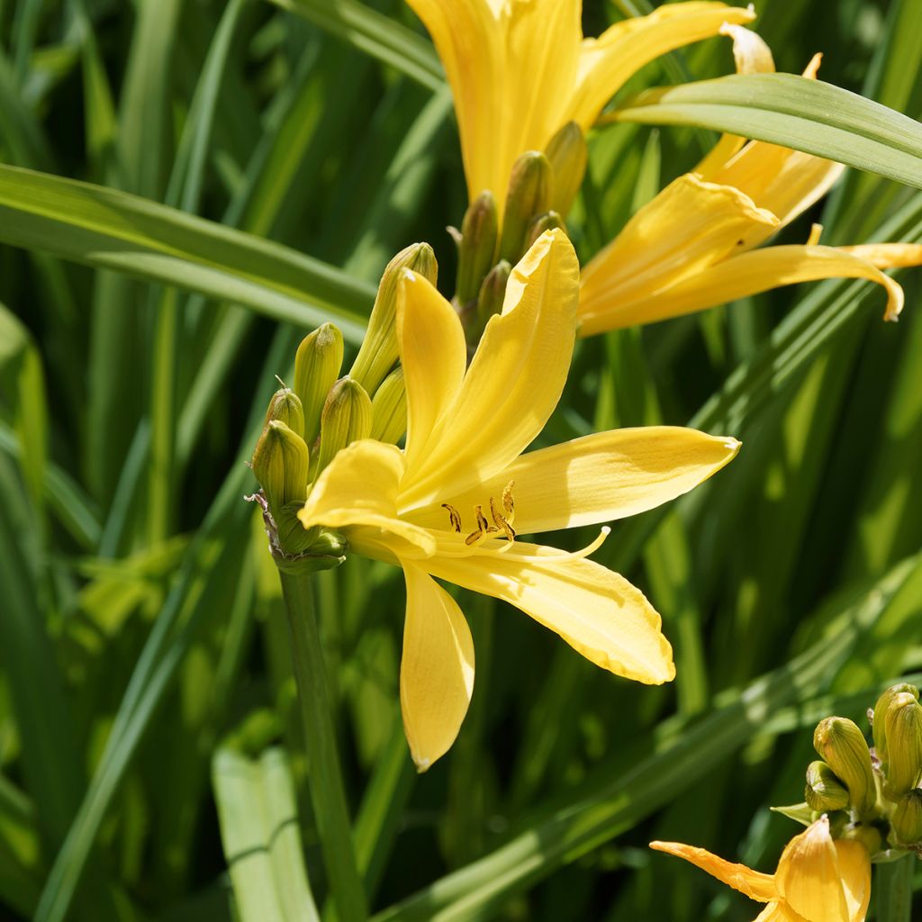 Hemerocallis middendorffii