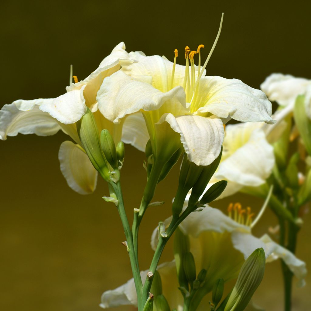 Hemerocallis Gentle Shepherd