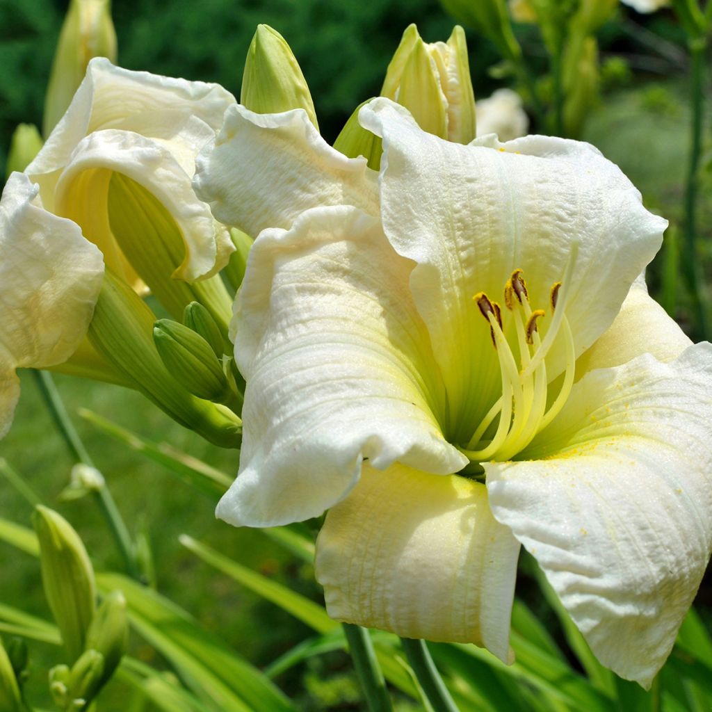 Hemerocallis Gentle Shepherd