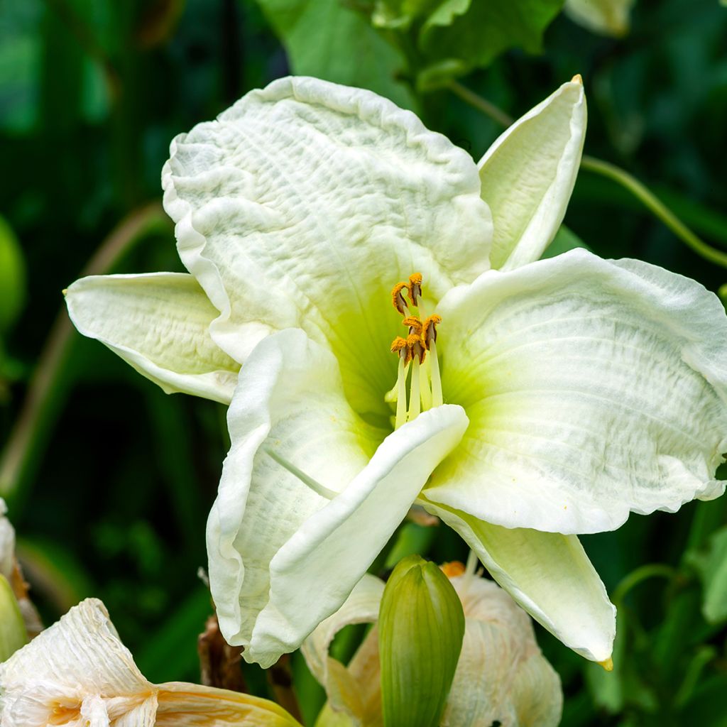 Hemerocallis Gentle Shepherd