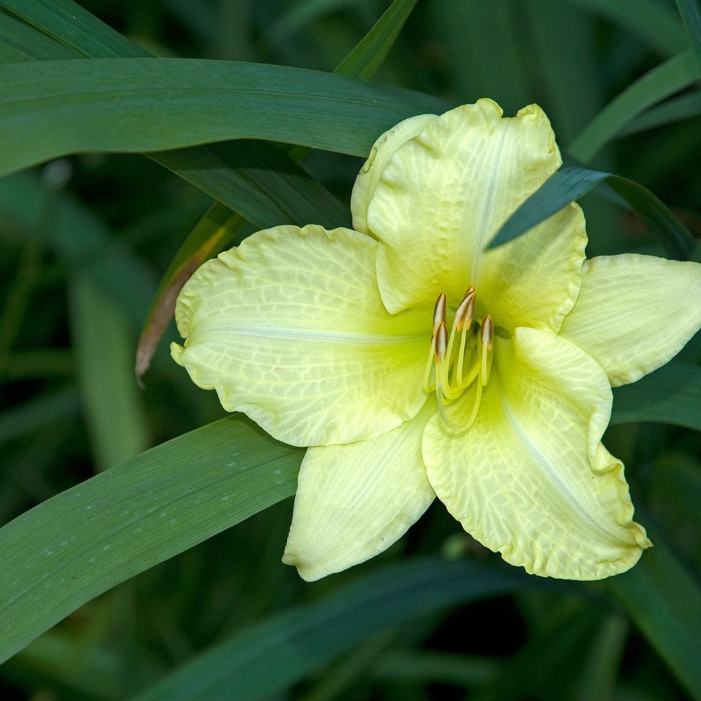 Hemerocallis Gentle Shepherd