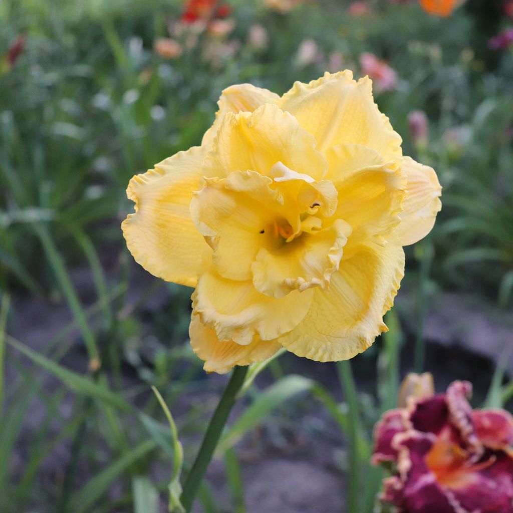 Hemerocallis Patricia Jojo