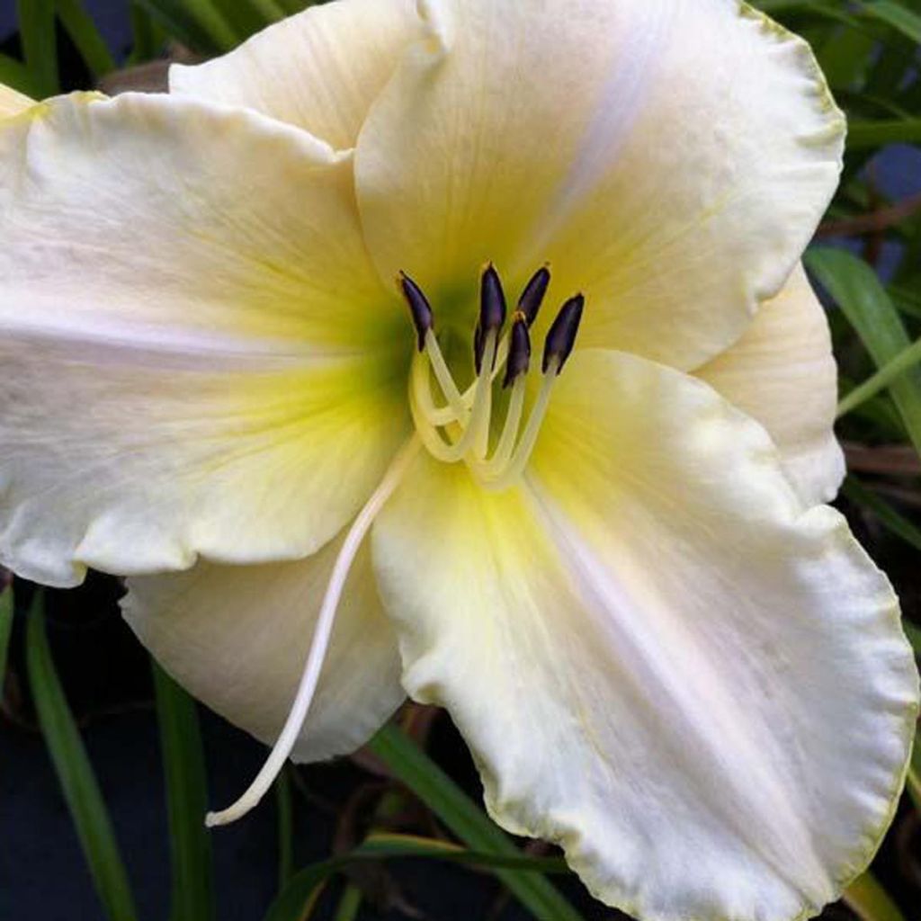 Hemerocallis Arctic Snow