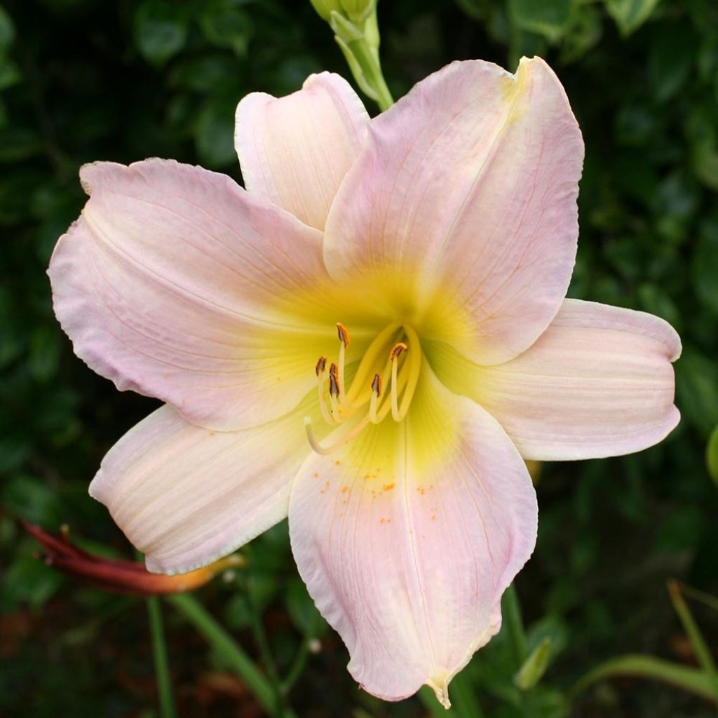 Hemerocallis Catherine Woodbury