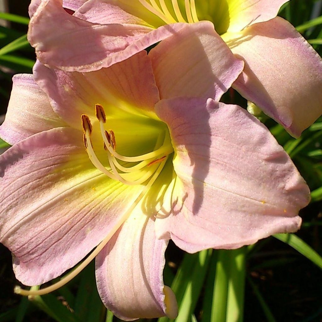 Hemerocallis Catherine Woodbury