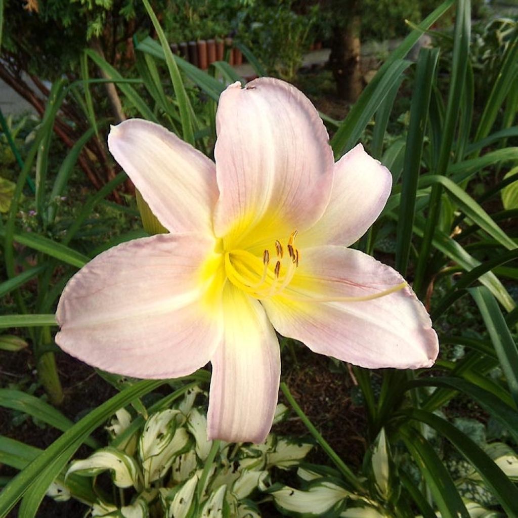 Hemerocallis Catherine Woodbury