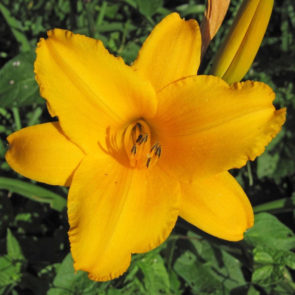 Hemerocallis Chicago Sunrise