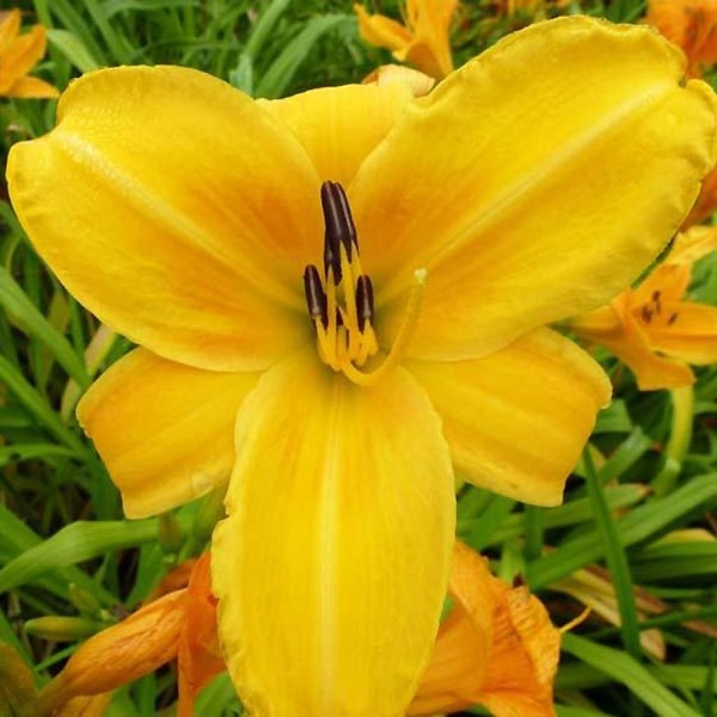 Hemerocallis Chicago Sunrise