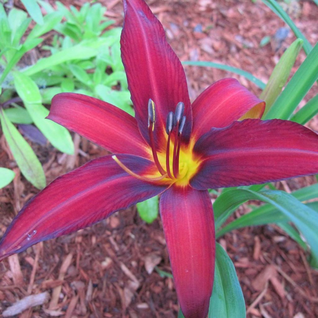 Hemerocallis Crimson Pirate