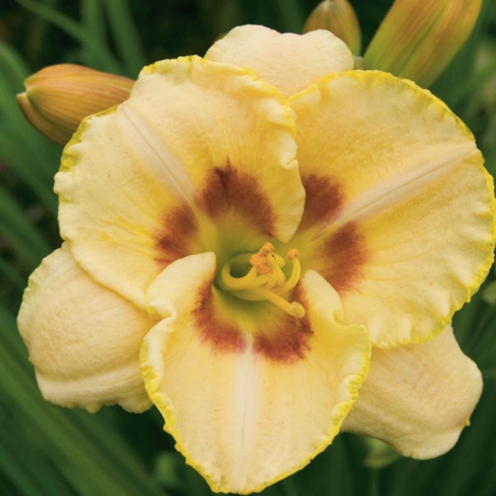 Hemerocallis Custard Candy