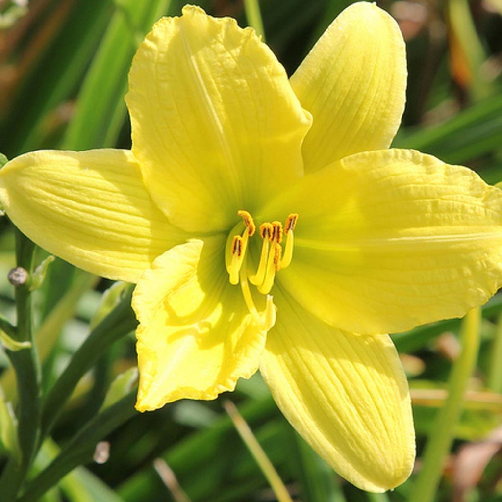 Hemerocallis Green Flutter