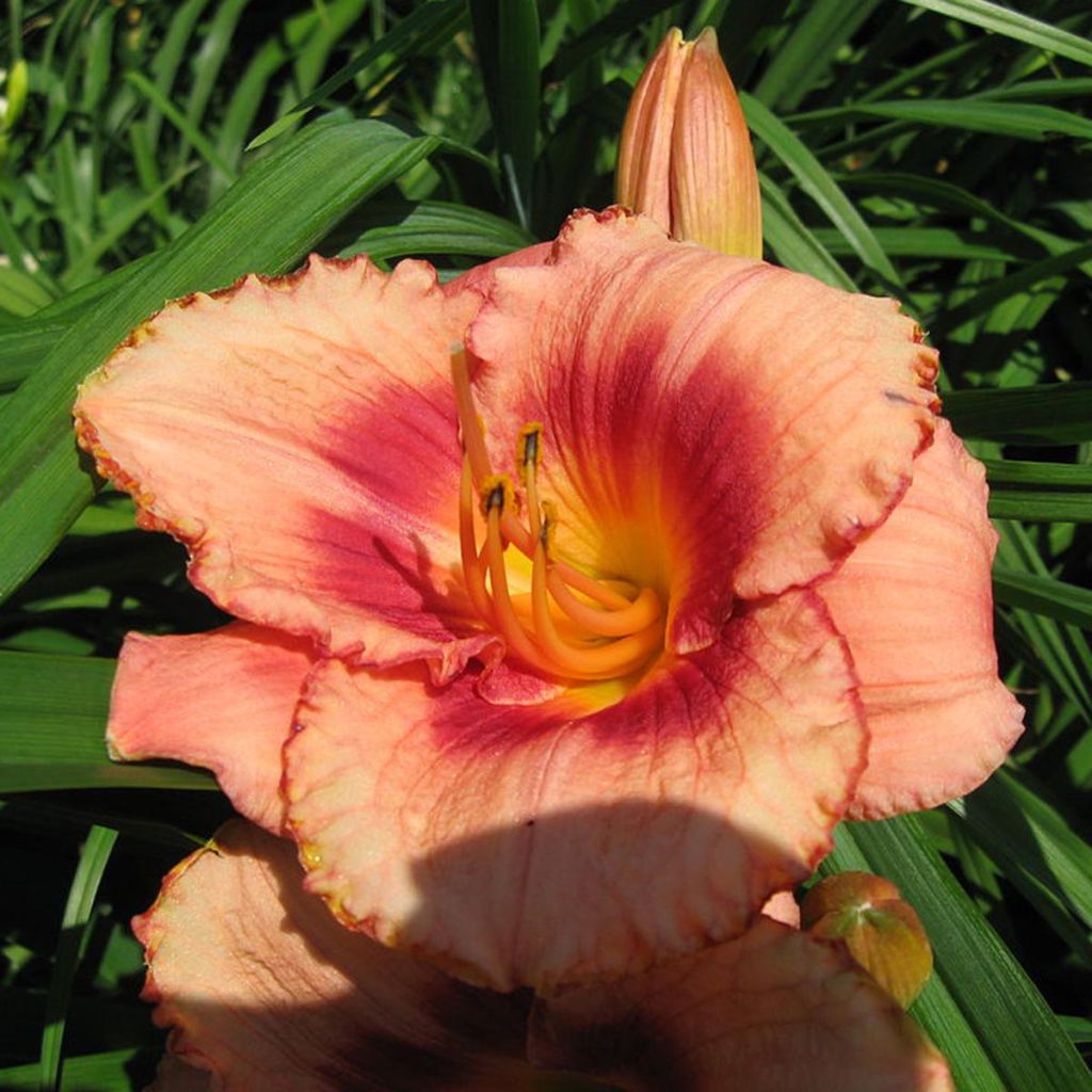 Hemerocallis Strawberry Candy