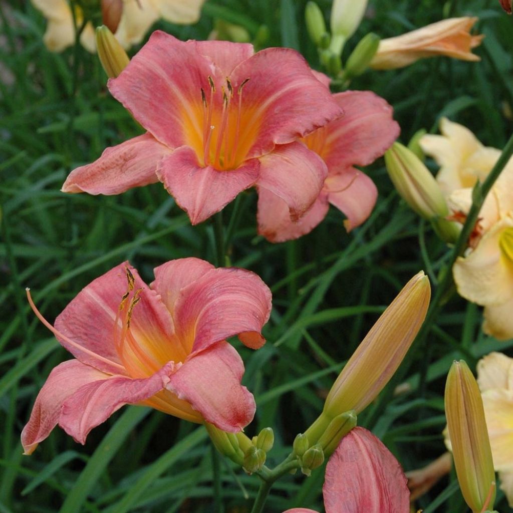 Hemerocallis Strawberry Swirl