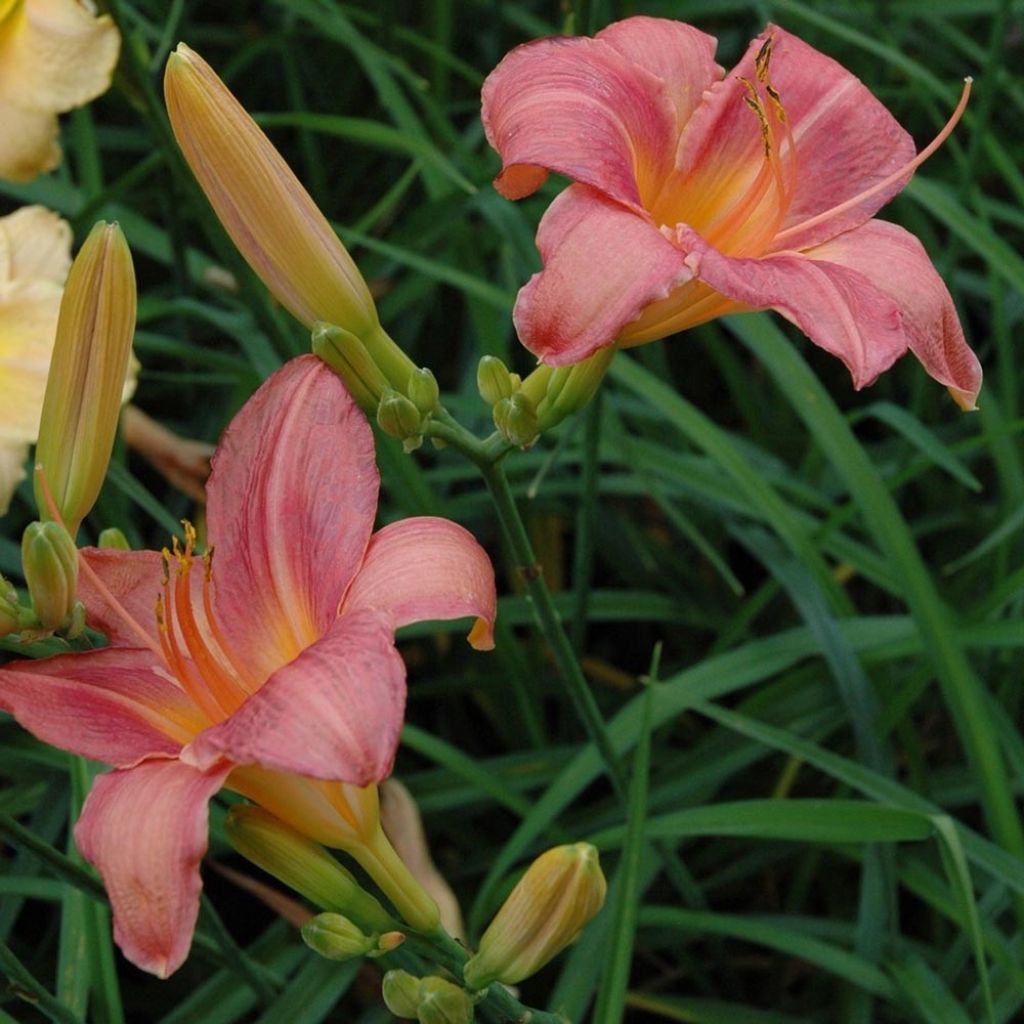 Hemerocallis Strawberry Swirl