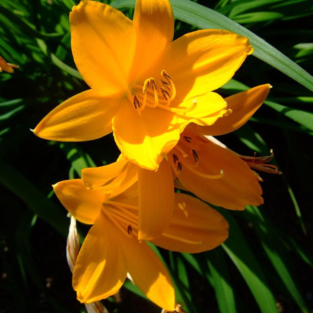 Hemerocallis middendorffii