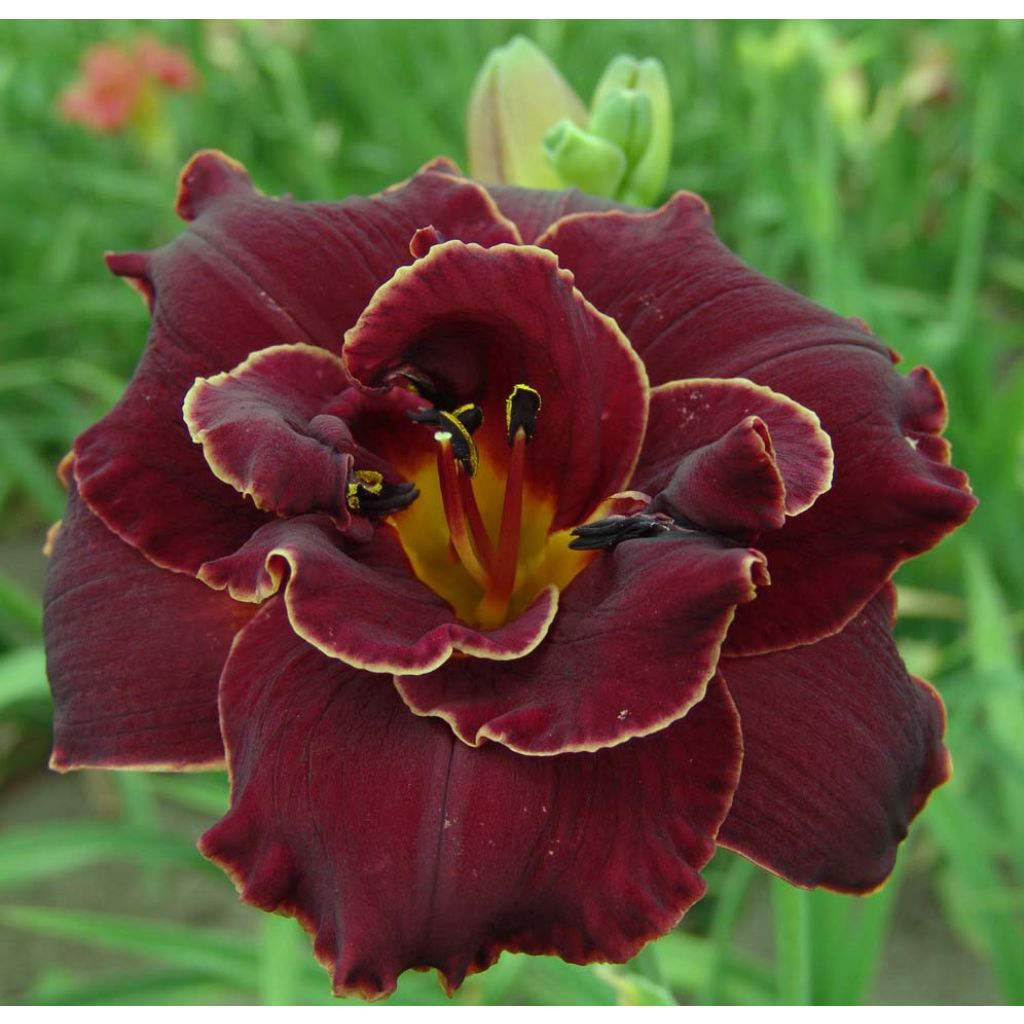 Hemerocallis Night Embers