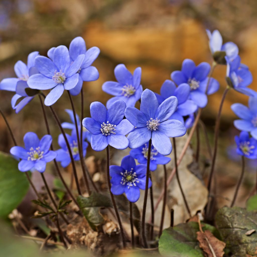 Hepatica nobilis - Hepática común