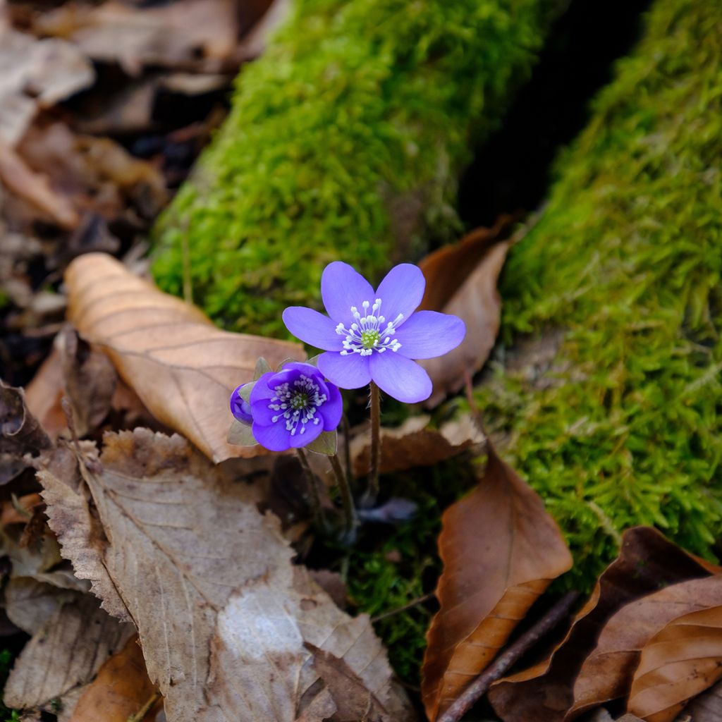 Hepatica nobilis - Hepática común