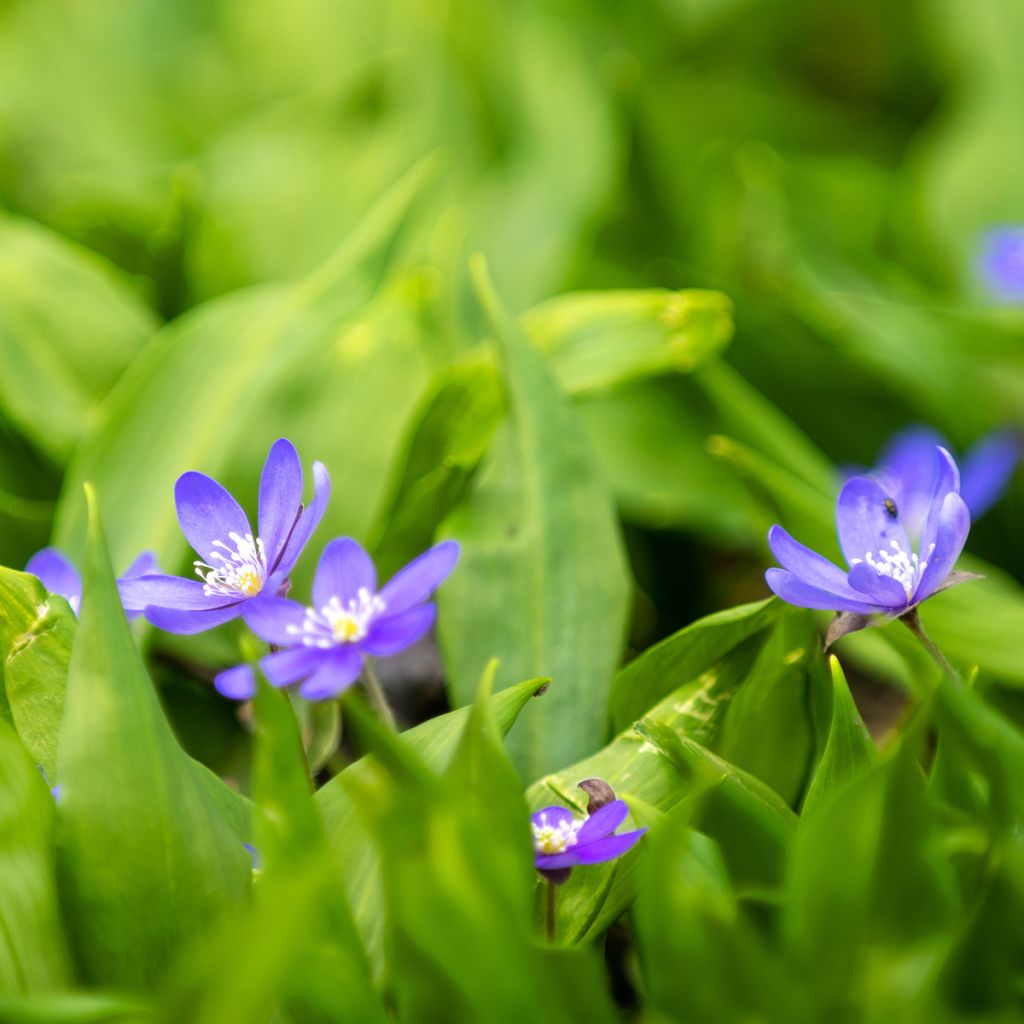 Hepatica nobilis - Hepática común