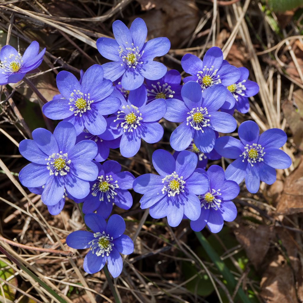 Hepatica nobilis - Hepática común