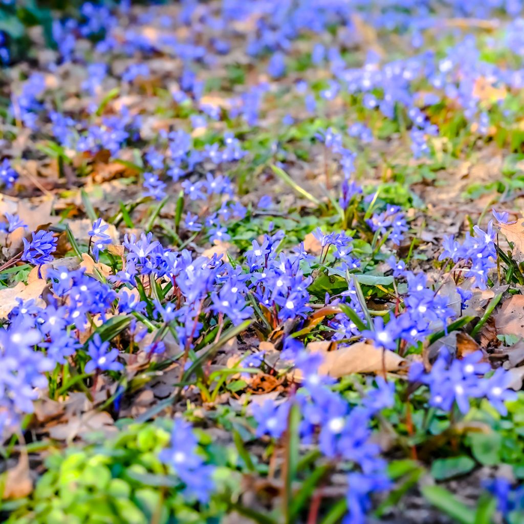 Hepatica nobilis - Hepática común