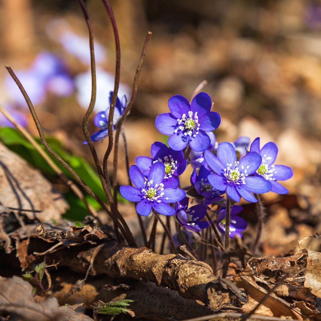 Hepatica nobilis - Hepática común