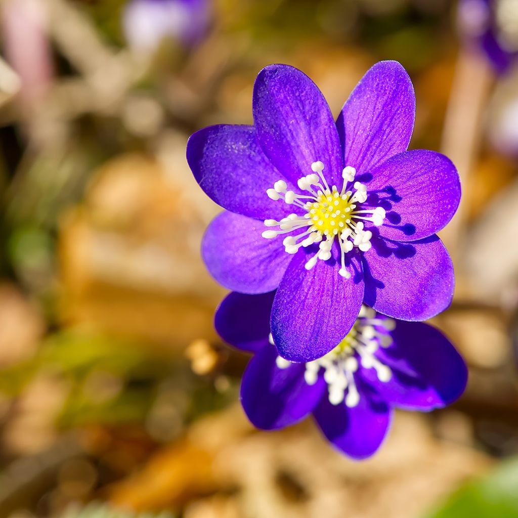 Hepatica nobilis Purple Forest